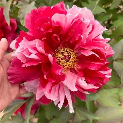 Kutt blomsterklassifisering